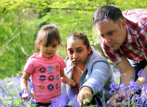 Bluebells family (c) Tom Marshall