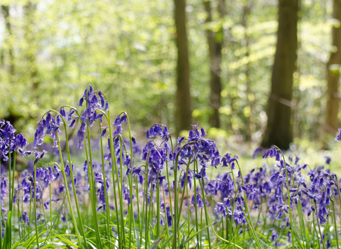 Bluebells