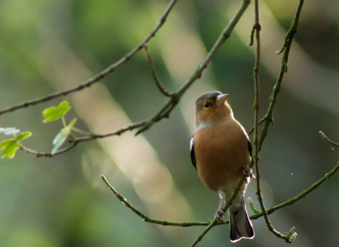 Chaffinch