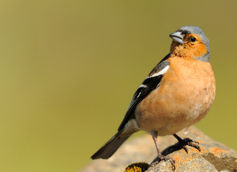 Chaffinch