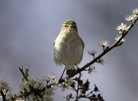 Chiffchaff