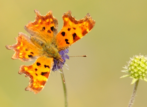 Comma (c) Amy Lewis