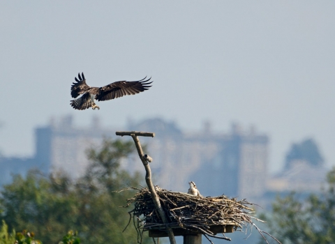 Osprey at Manton Bay, Rutland Water