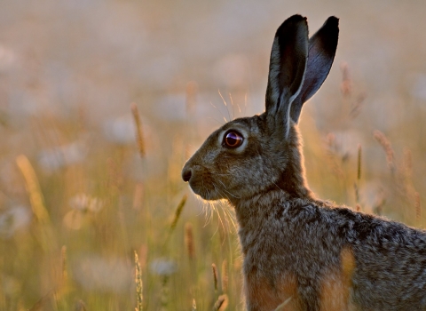 Brown Hare David Tipling