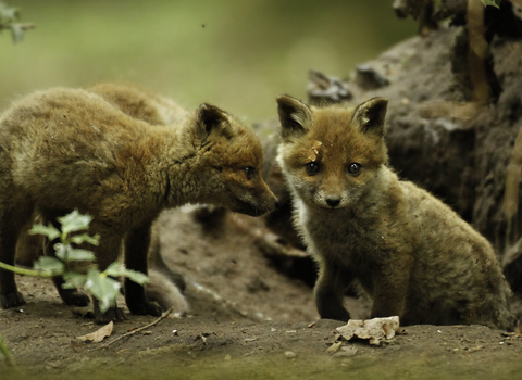 Fox cubs