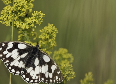 Marbled White Butterfly