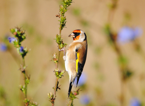 Goldfinch