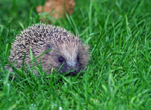 Baby Hedgehog