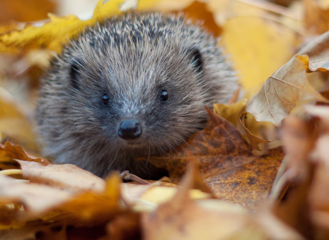 hedgehog in autumn leaves (captive, rescue animal)