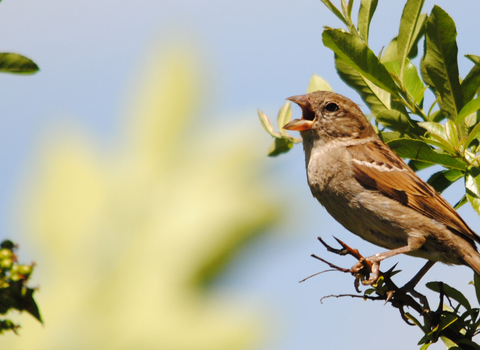 House sparrow 