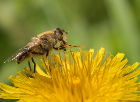 hoverfly