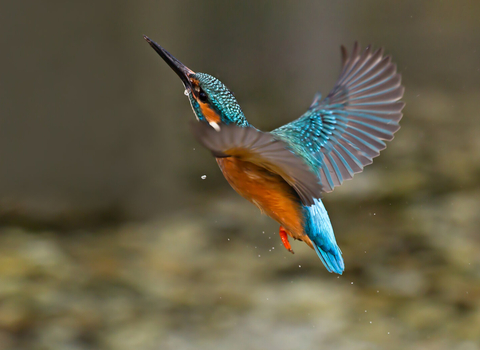 Kingfisher