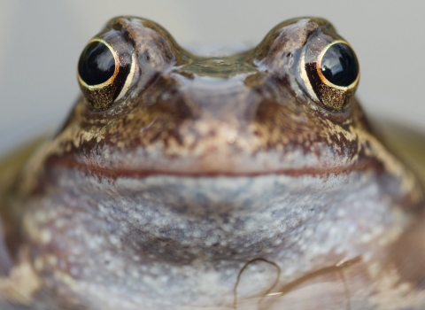 Common frog close up