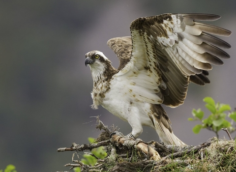 Osprey