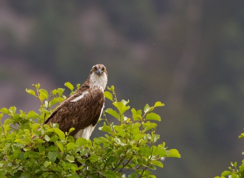 Osprey male on alder tree
