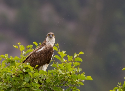 Osprey