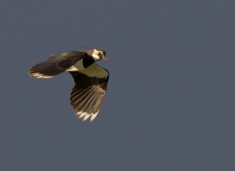 Lapwing (c) Peter Cairns