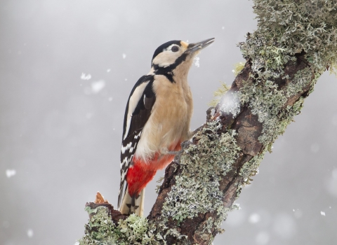 Woodpecker in snow (c) Peter Cairns/2020VISION