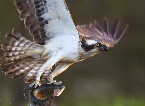 Osprey