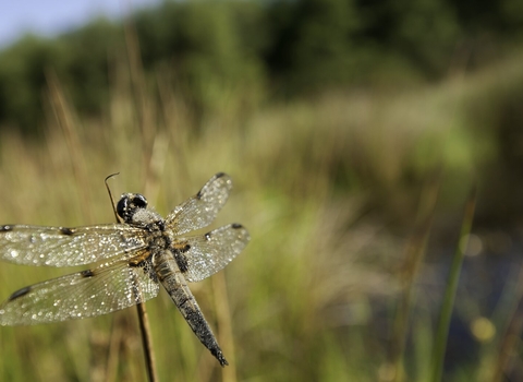 Four-Spotted dragonfly