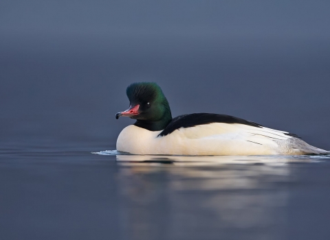 Goosander (C) Richard Steel/2020VISION