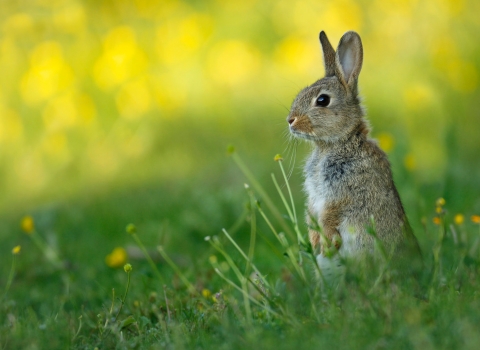 Rabbit (c) Jon Hawkins