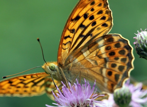 Silver-washed fritillary