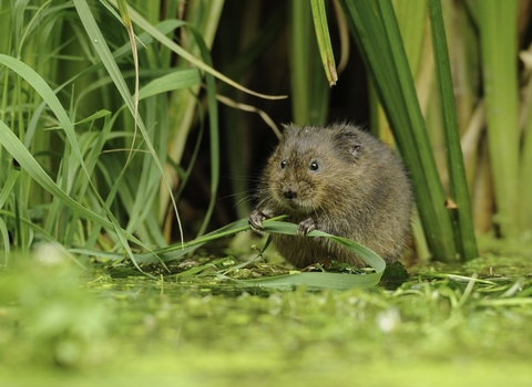 Water Vole (