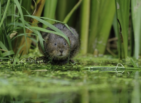 Water Vole