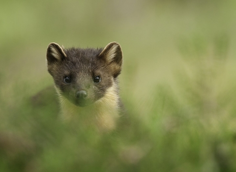 Pine marten