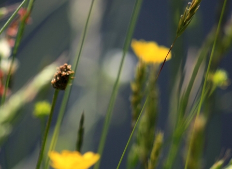 wildflowers