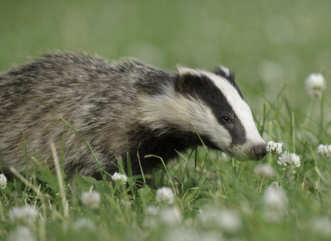 Badger