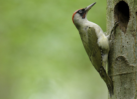 Green woodpecker