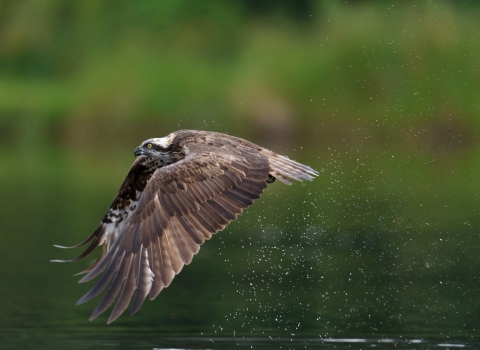 Britain's birds of prey are back from the brink of extinction – and live on webcam, Birds