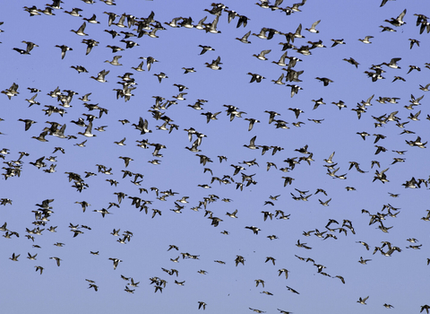 Mixed flock of ducks