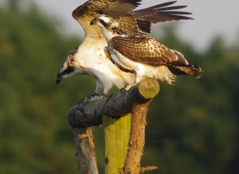 Ospreys