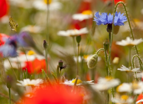 Wildflower meadow