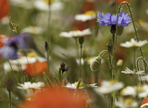 Wildflower meadow