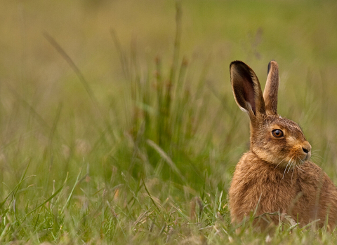 hare