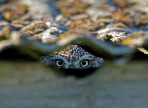 Little Owl (c) Russell Savory